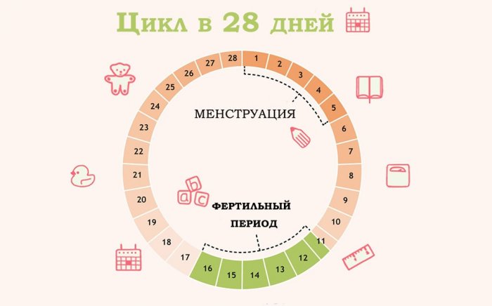 Овуляция при менструальном цикле в 28 дней