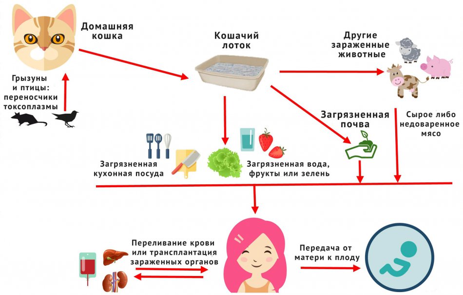 Токсоплазмоз при беременности