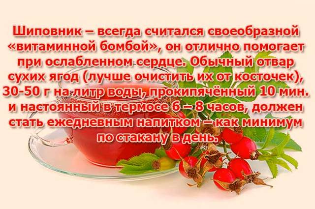 Отвар шиповника
