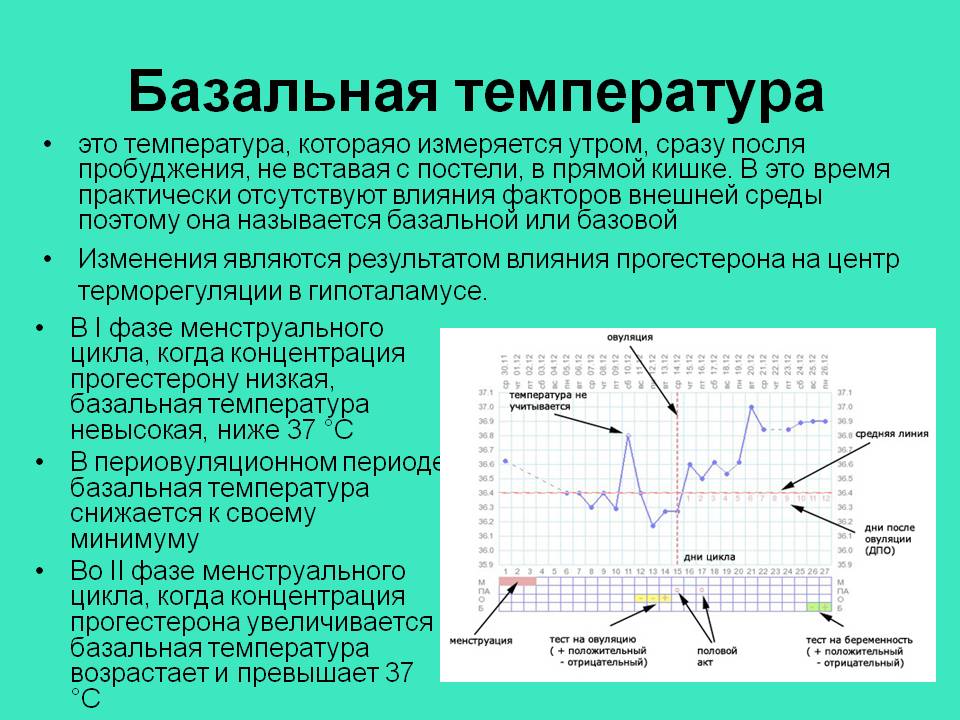 Базальная темепратура