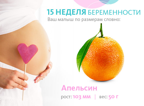 Размер плода на 15 неделе